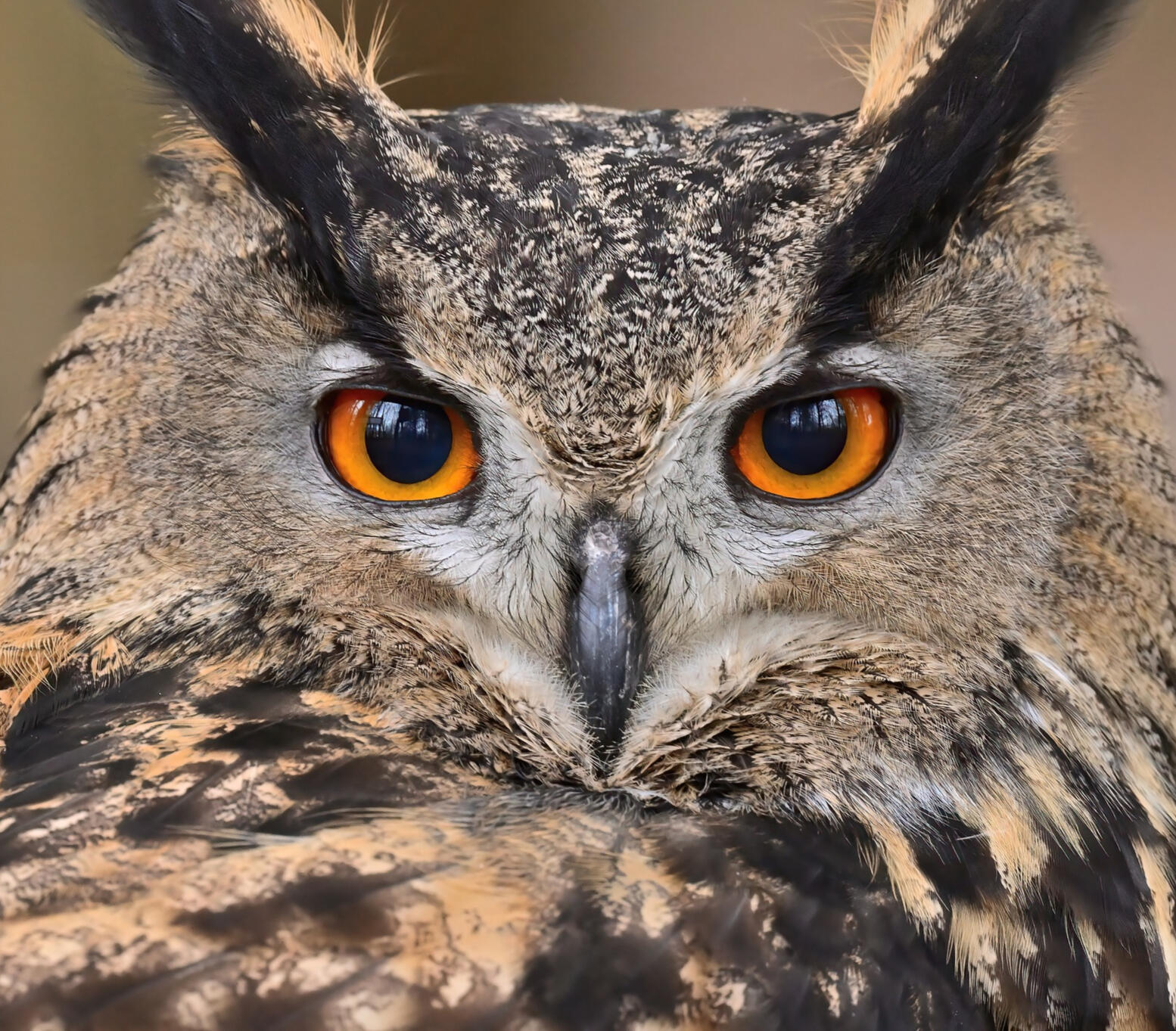 birds of prey experience in the midlands