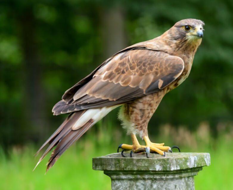 birds of prey experience in the midlands