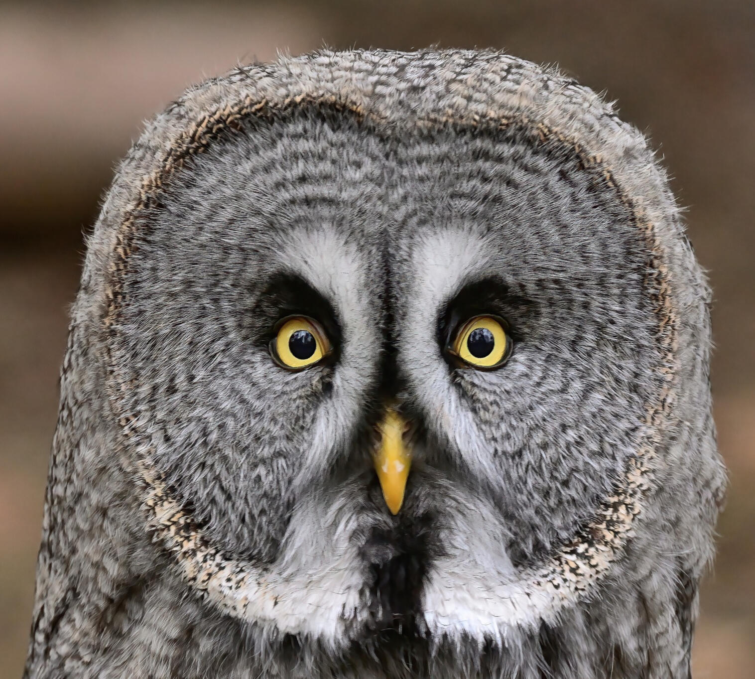 birds of prey experience in the midlands